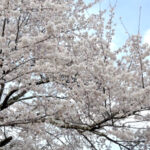 髪育VOL22 結果「髪も身体も心も喜ぶよ」
